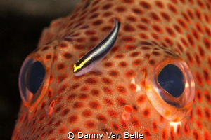 Grouper with companion by Danny Van Belle 